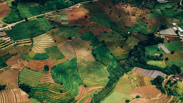 Top view of the rice paddy fields in northern Thailand