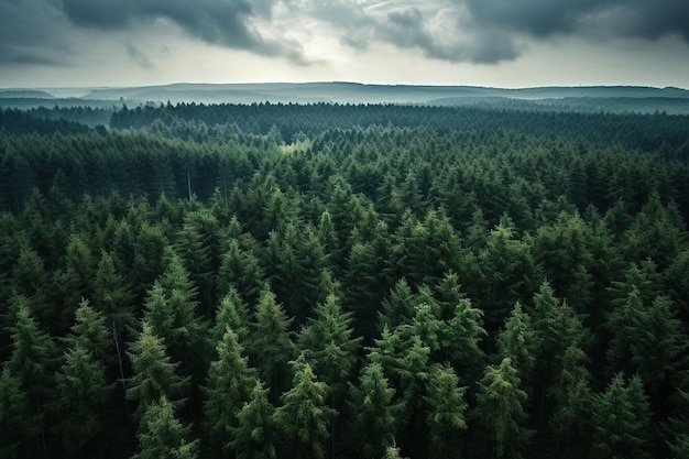 Photo top view of a rich pine forest during the rainy season a lush green forest