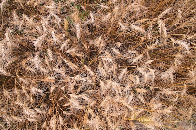 Foto vista superiore del picco di grano di grano maturo nel campo