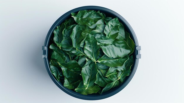 Top view of a round black bucket filled with fresh green leaves on a white background