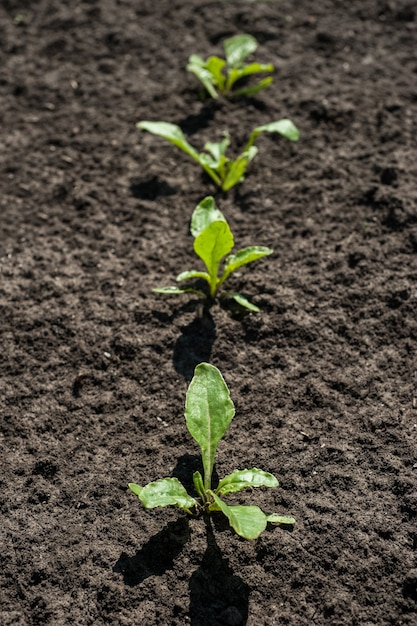 Top view of a row of sugar beet sprouts