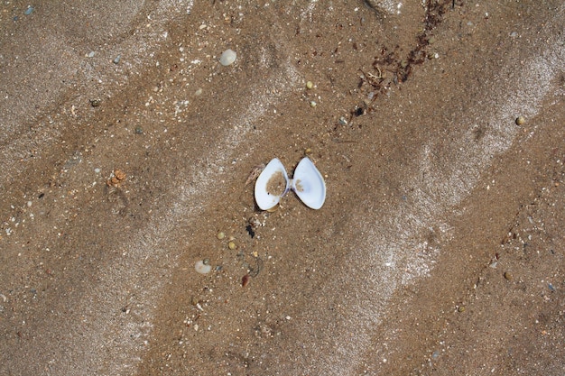 Top view of sea shell on the sand