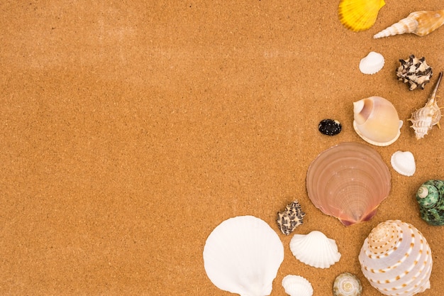 Top view of Seashells on brown board background.