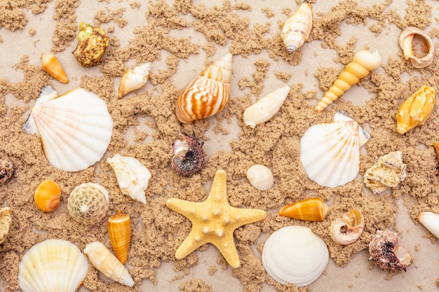 Top view of seashells with sand