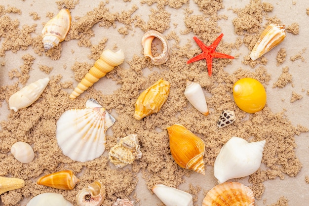 Top view of seashells with sand