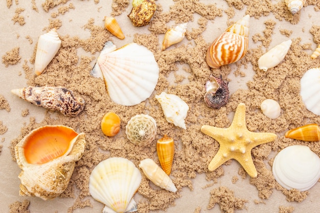 Top view of seashells with sand