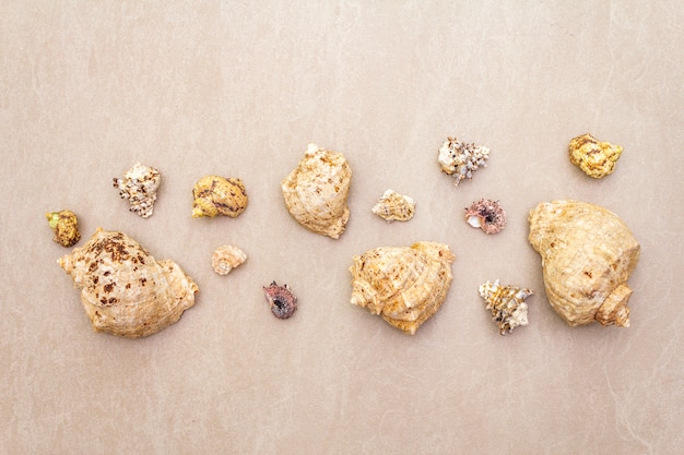 Top view of seashells