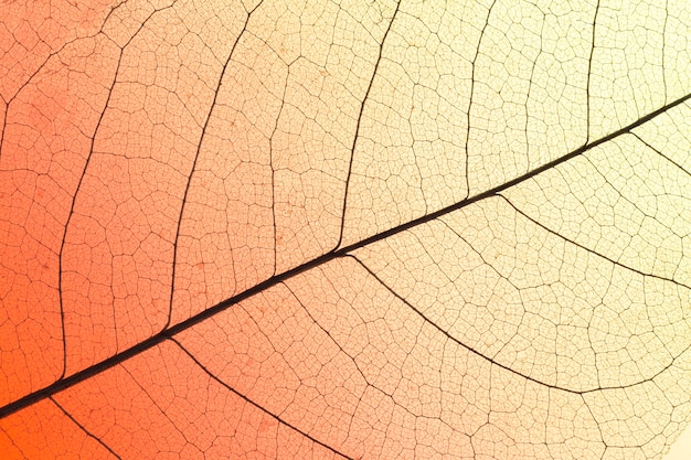 Вид сверху на прозрачную текстуру листа с цветным оттенком