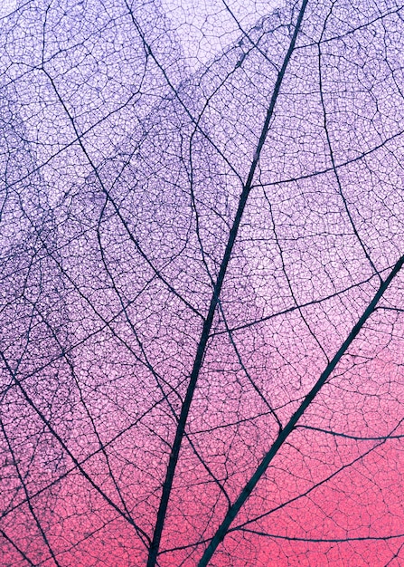 Top view of see-through leaves texture