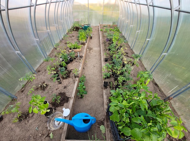 植える前に、温室内のトマトとピーマンの容器の中の苗の上面図