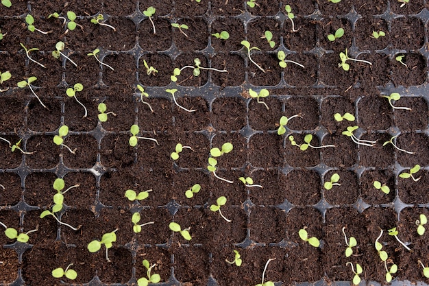 Top view of seedlings with green leaf growing in planting tray