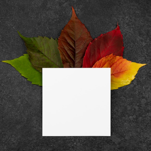 Top view of selection of fall leaves with paper