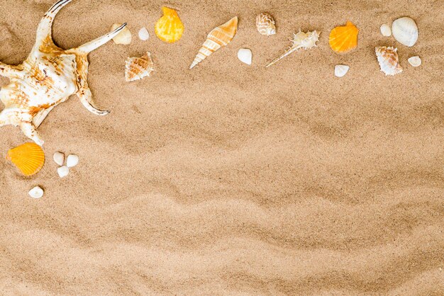 Top view of shell on sand beach background for summer concept.