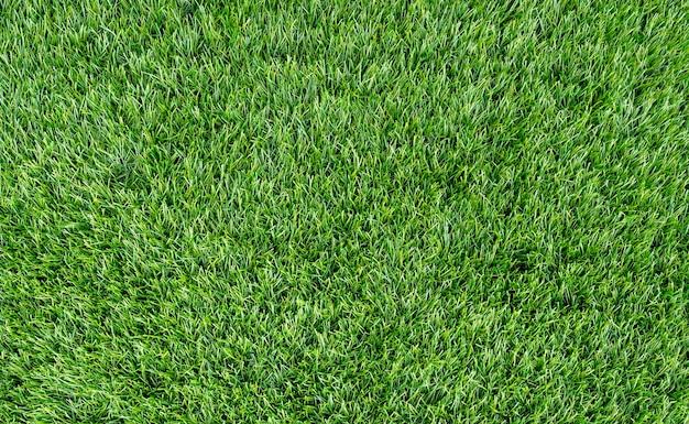 Вид сверху на короткую летнюю траву на лужайке в качестве фона текстуры