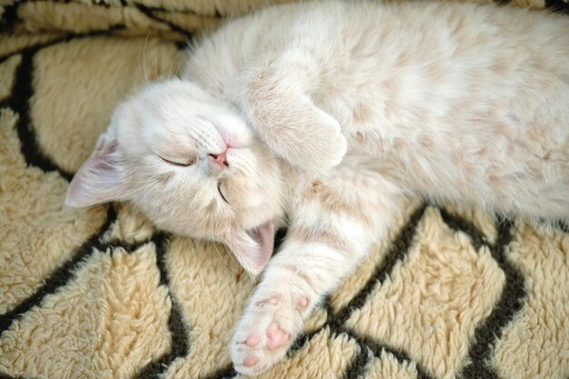 Foto uno scatto dall'alto di un simpatico gatto bianco che dorme sul tappeto sul dorso