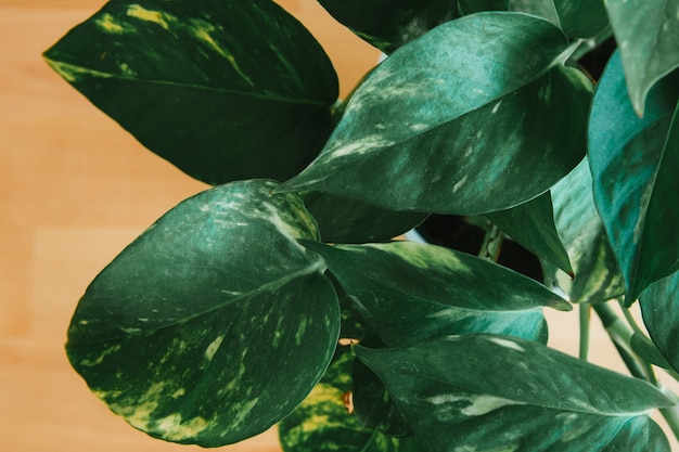 Top view shot of a fake green plant on a wooden background