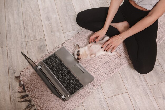 Top view shot of a woman rubbing belly of cute chihuahua puppy while working from home