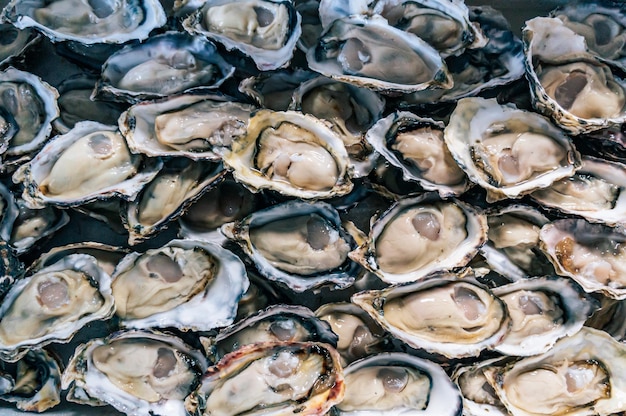 Top view of shucked oysters