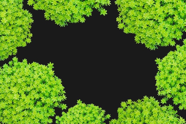 Top view of small green plant isolated on black background.