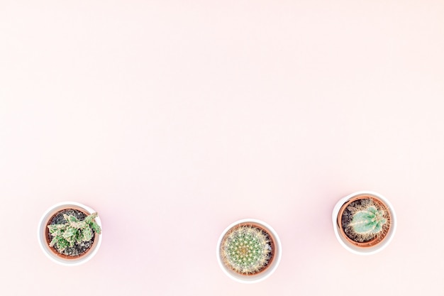 Top view of small pots with decorative cactuses