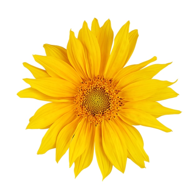 Top view of small sunflower