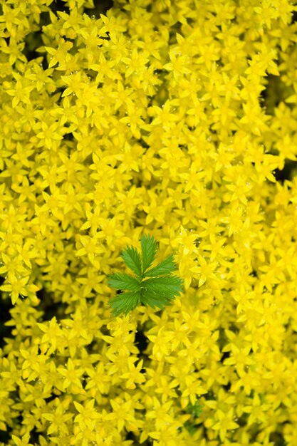 Top view on small yellow garden flowers with a green leaf