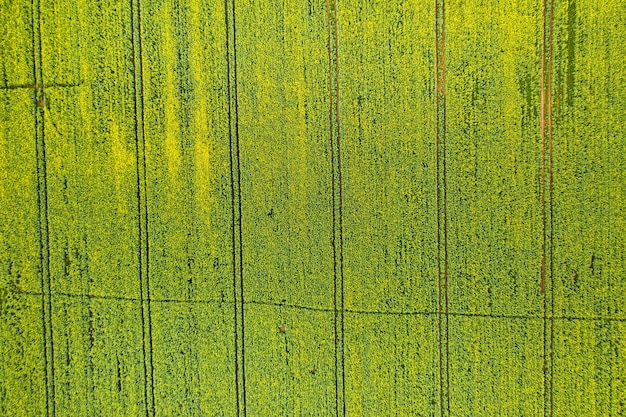 Top view of the sown green in Belarus.Agriculture in Belarus.Texture.