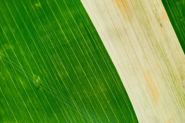 Top view of a Sown green and gray field in Belarus