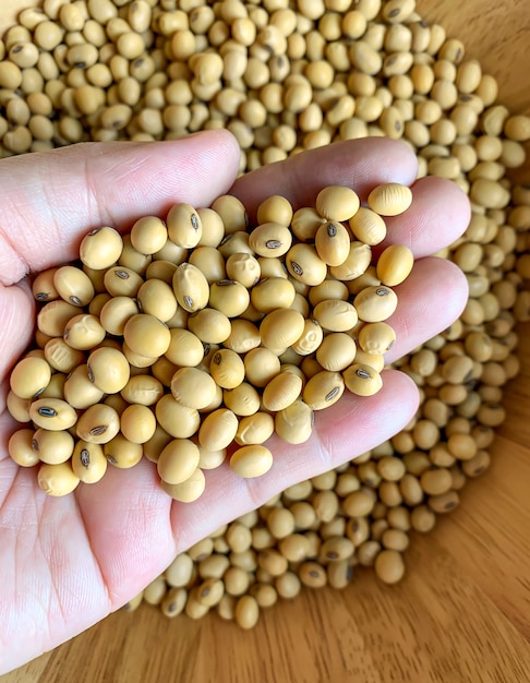 Photo top view of soybean seeds in hand and a lot of soybean piles