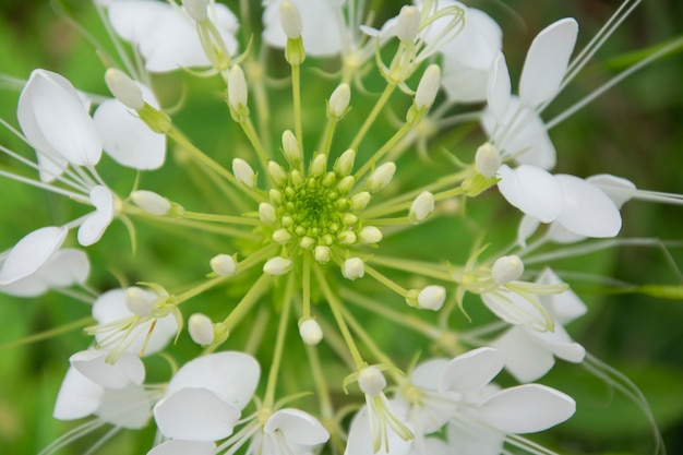 Top view spider flower or Cleome spinosa.