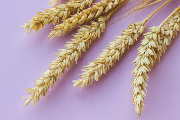 Фото Вид сверху колосья спелой пшеницы