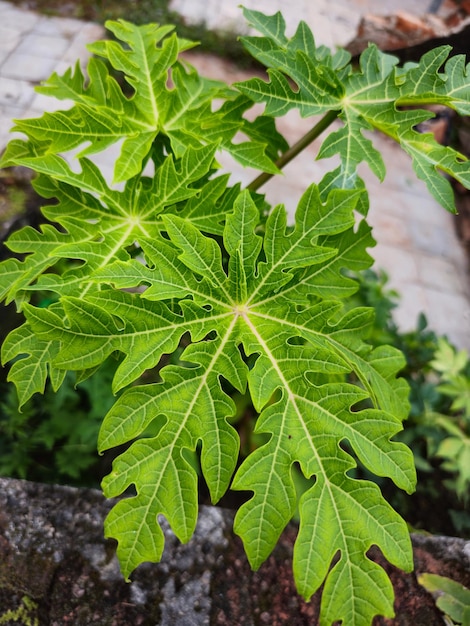 ほうれん草の木の上から見ると、インドネシアの Cnidoscolus aconitifolius または Daun Pepaya Jepang の葉が見えます