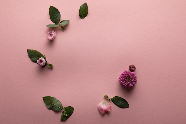 Top view of spring flowers and green leaves on pink background