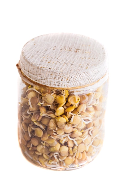 Top View of Sprouting Lentils Growing in a Jar