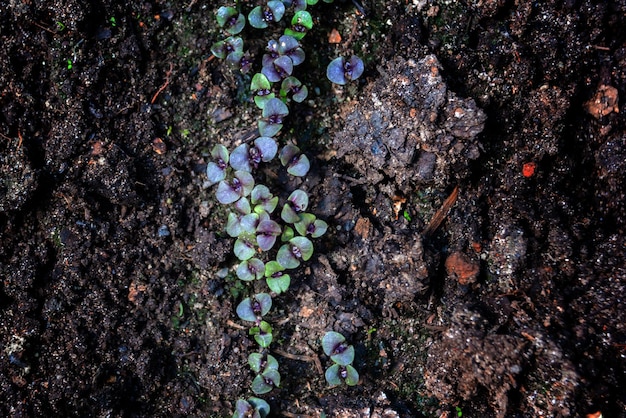 Top view of sprouts of purple basil Osmin Purple Culinary herbs growing concept