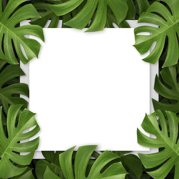 Top view of square with monstera leaves and copy space