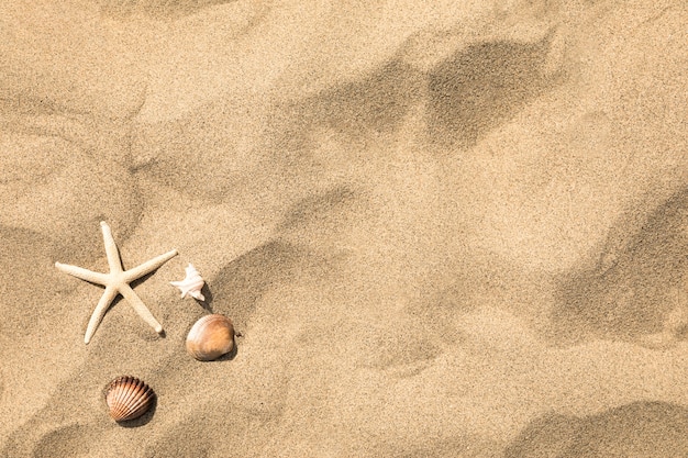 Vista dall'alto di stelle marine e conchiglie sulla spiaggia di sabbia tropicale