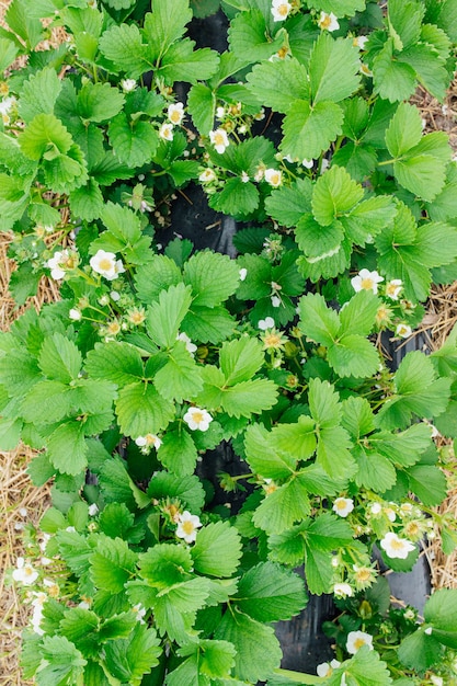 いちごの庭の有機農業の概念の風景のクローズアップで白いイチゴの花の庭のイチゴの花の上面図