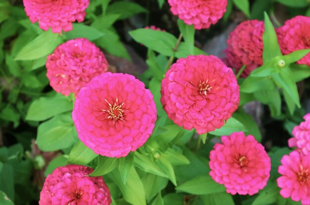 見事なホット ピンク咲く百日草の花のトップ ビュー