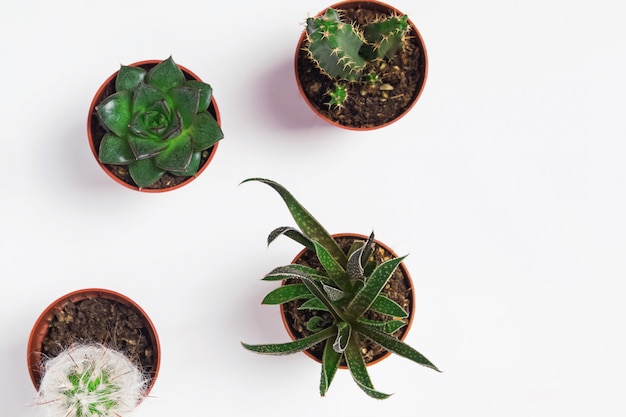 Top view of succulent plants