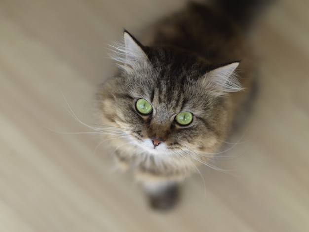 Вид сверху удивленной кошки делает большие глаза