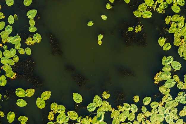 Top view of the Svisloch river in the city's Loshitsa Park with lilies at sunset.Beautiful nature of Belarus.