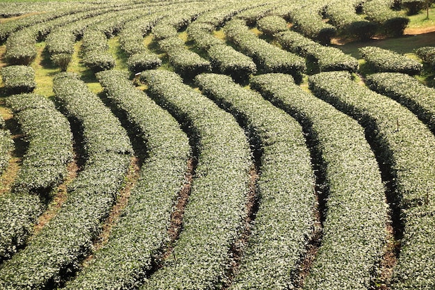 Top view of the tea plantations in line patterns. Green tea leaves from abov