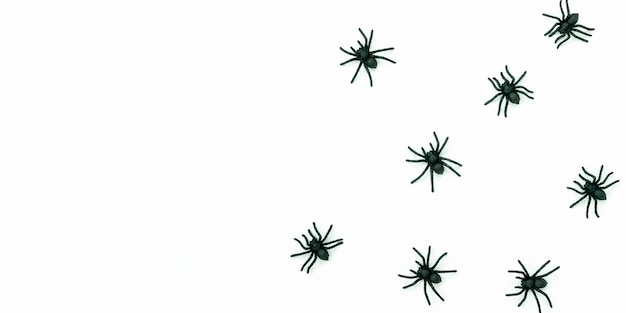 Top view of toy spiders for Halloween