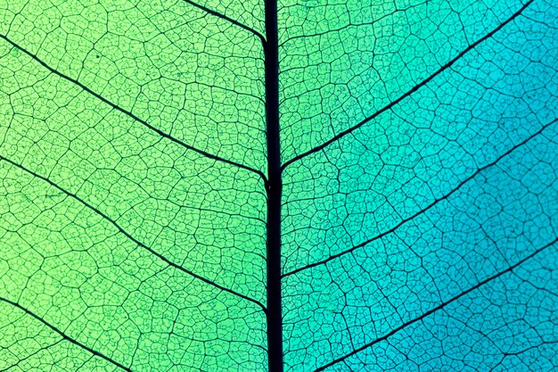 Vista dall'alto della texture foglia traslucida con tonalità colorate