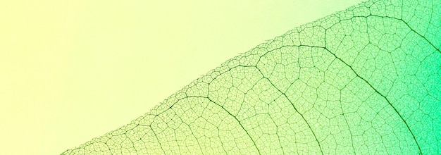 Top view of transparent leaf with multiple colors hue