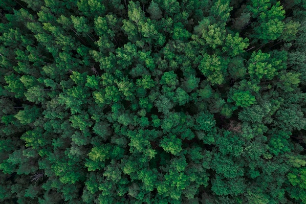 Вид сверху на кроны деревьев. Зеленое полотно — это вид с квадрокоптера. Аэрофотосъемка