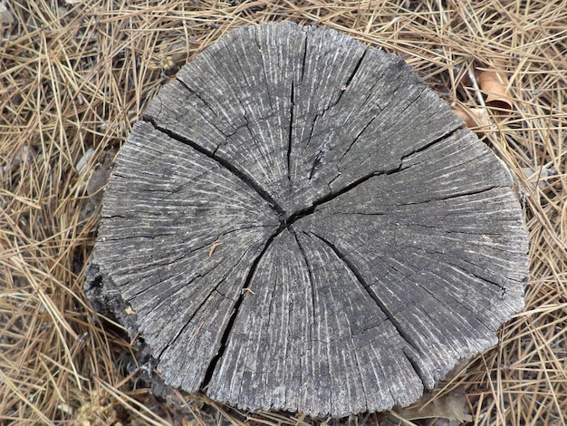 Top view of a tree dry rough weathered gray tree stump texture on a dry grass outdoors