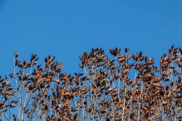 Top view tree leaves with branches growing in botanical park