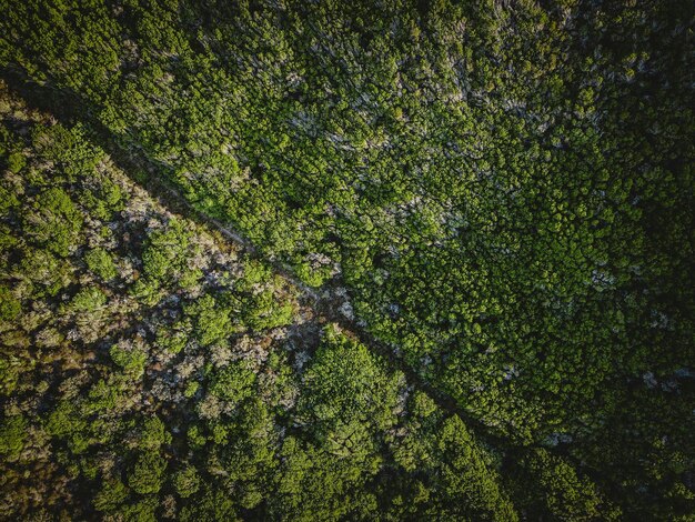 Top view of trees in the forest photo